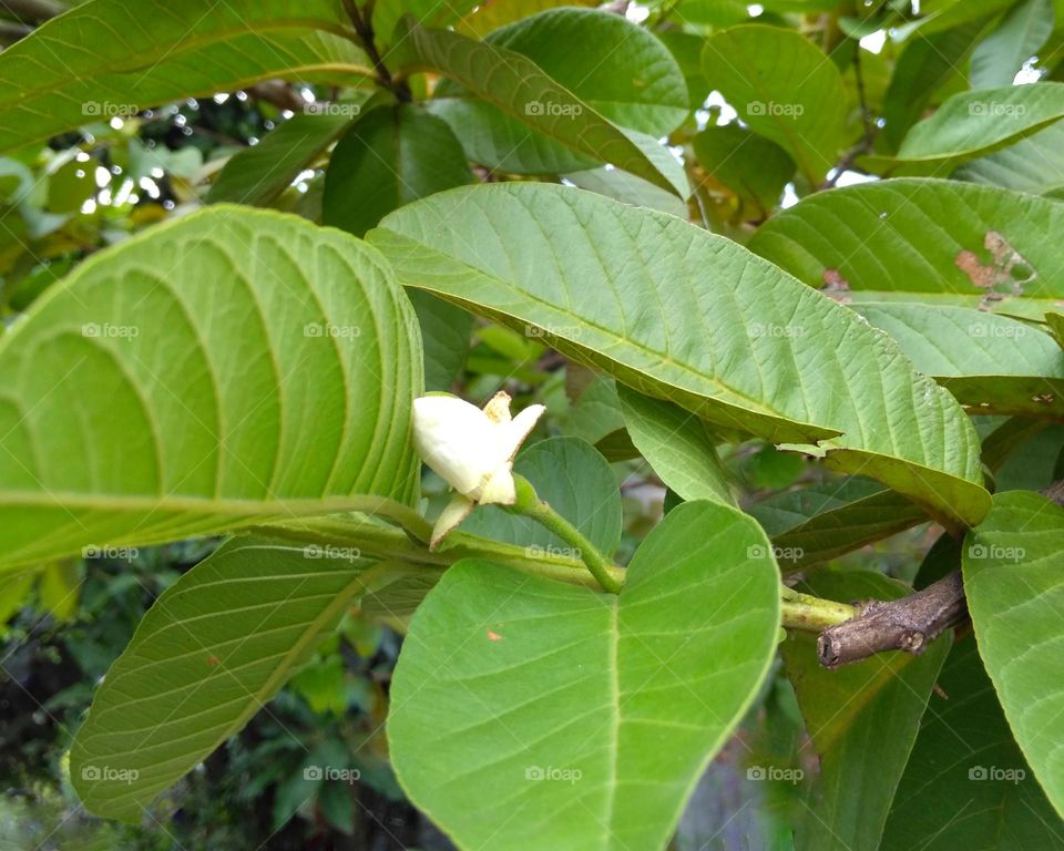 Guava flower bud on tree