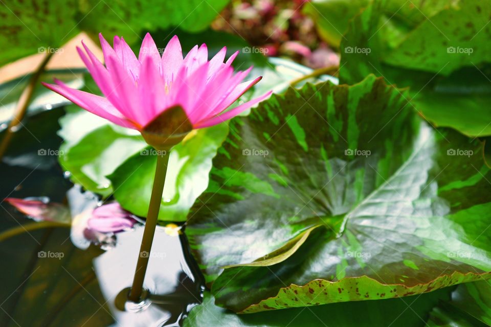 The pink lotus in the morning.