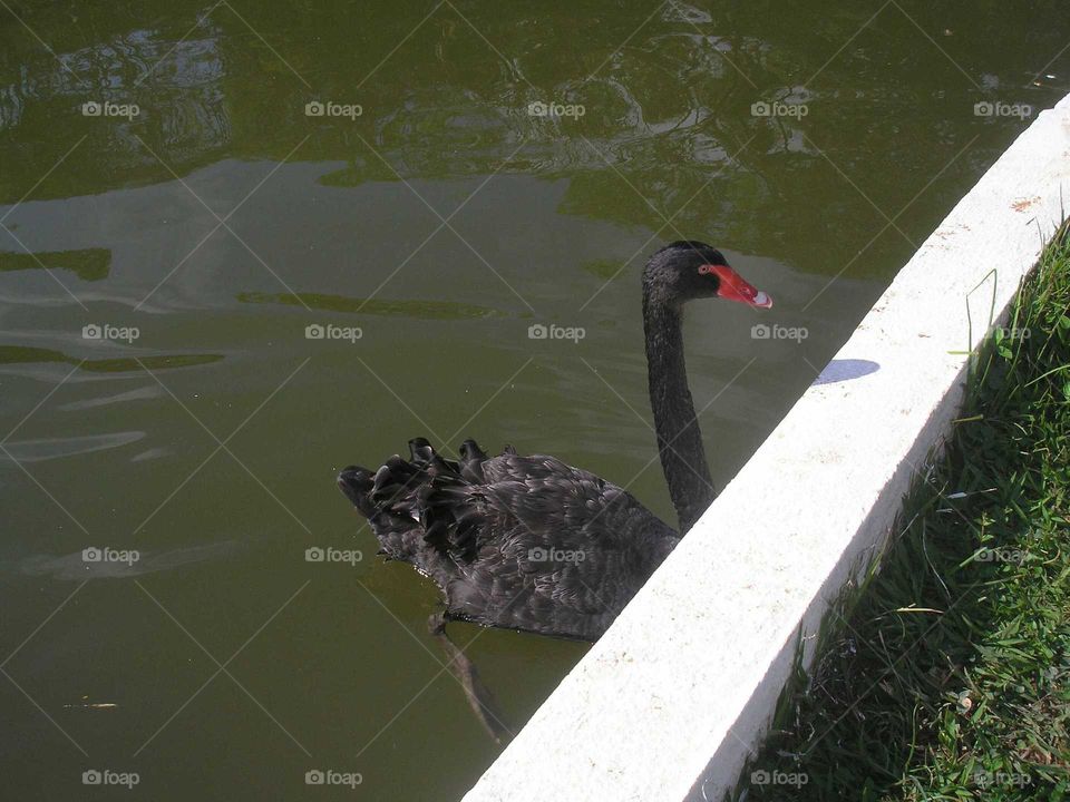 black swan