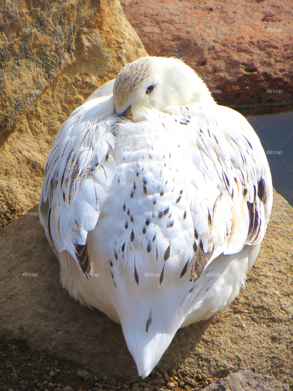 eye bird watching resting by melody