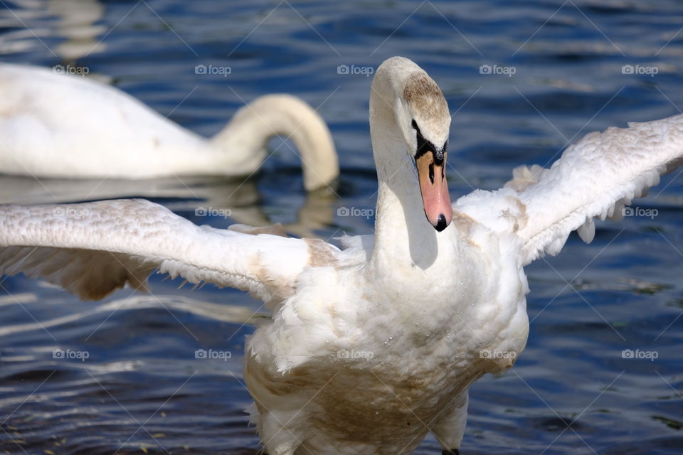 Swan flapping wings 
