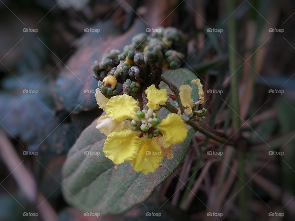 Beautyful macro shots!