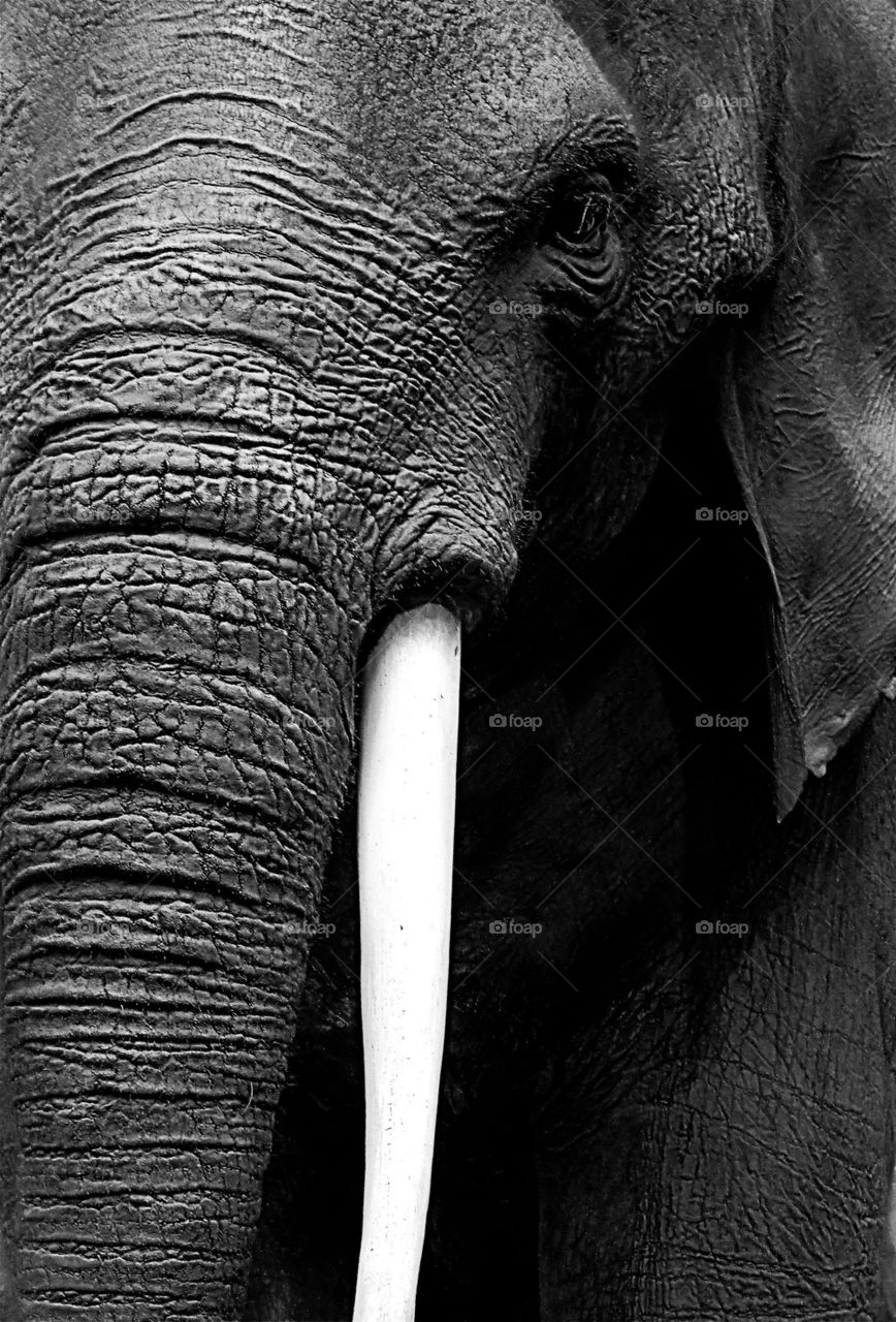 Close-up of elephant tusk