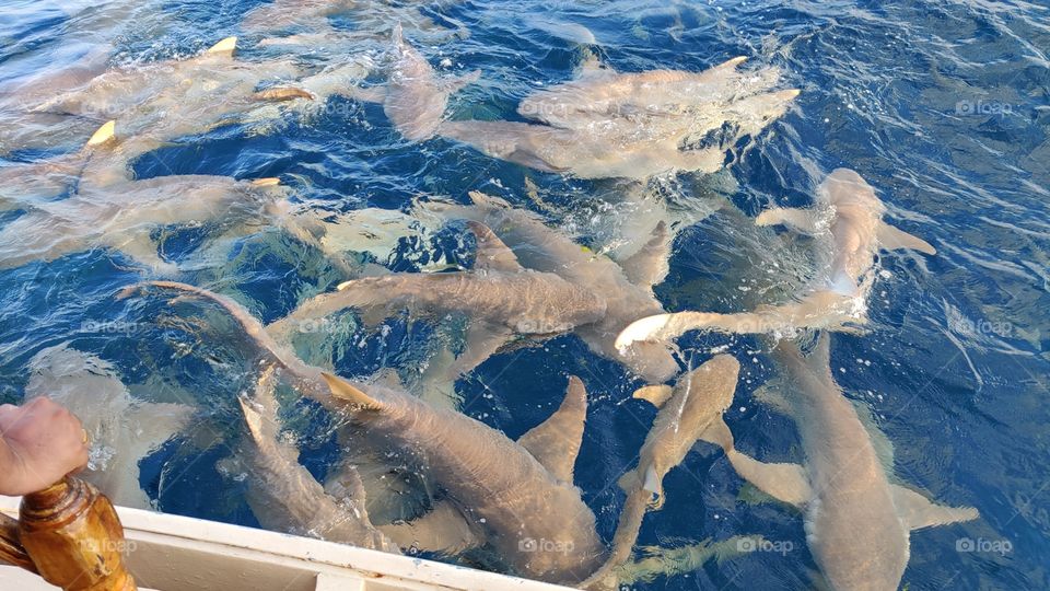 sea animals in hungary