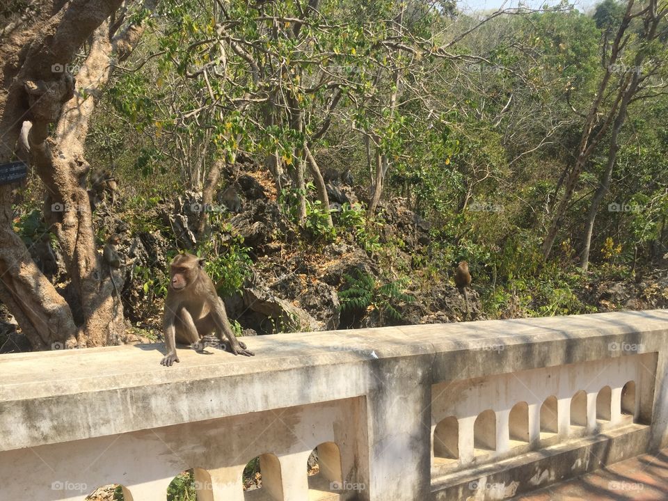 Monkeys outside of a temple in phetchaburri Thailand . These ones are not so friendly...