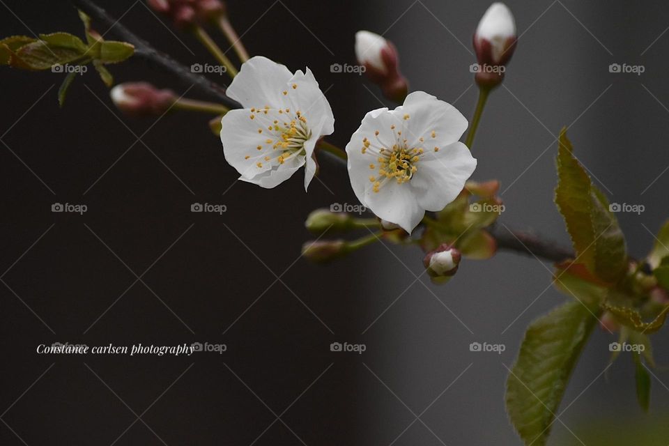 Pretty little white flowers 