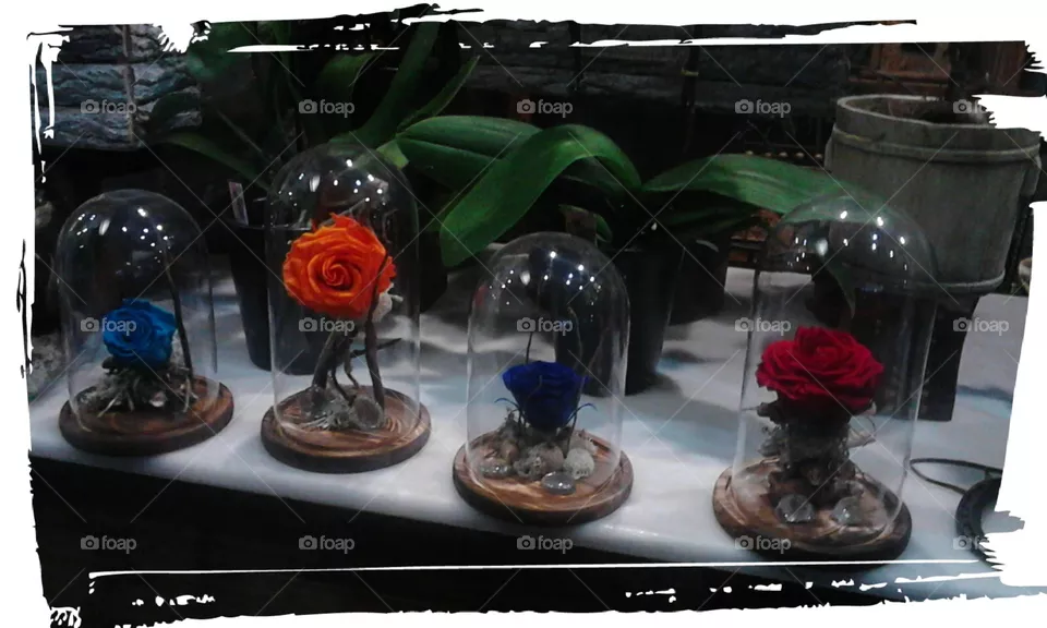 Roses