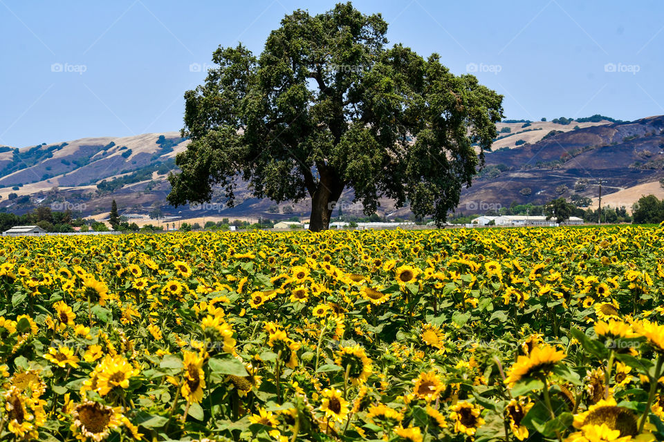 Sunflower fields