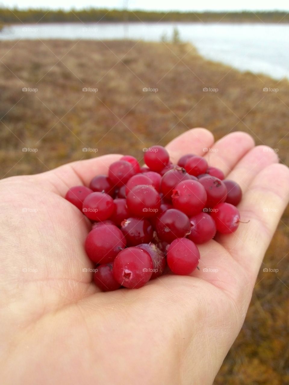Cranberries in my hand
