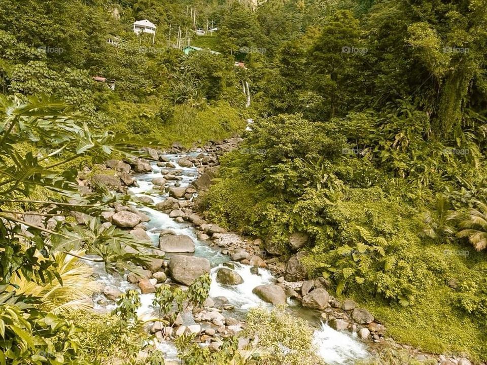 Dominica greenery and beauty