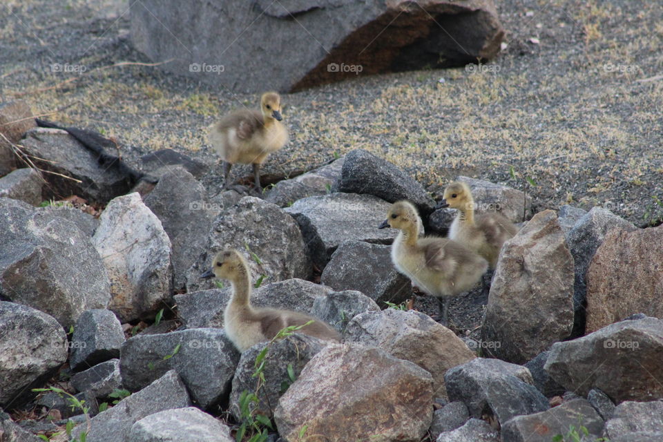 Four goslings among rocks in spring