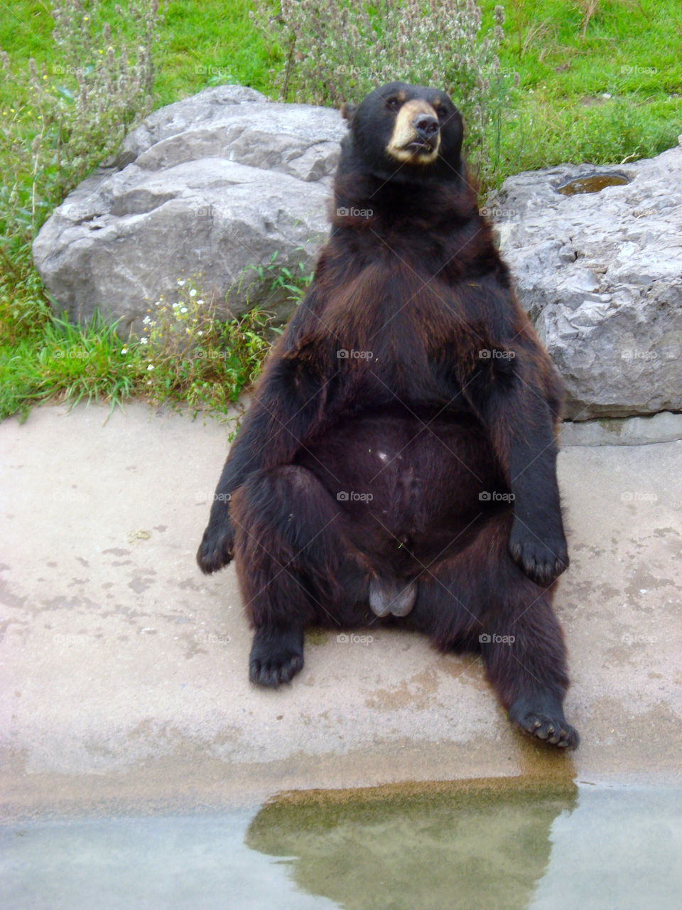 Naked Brown Bear