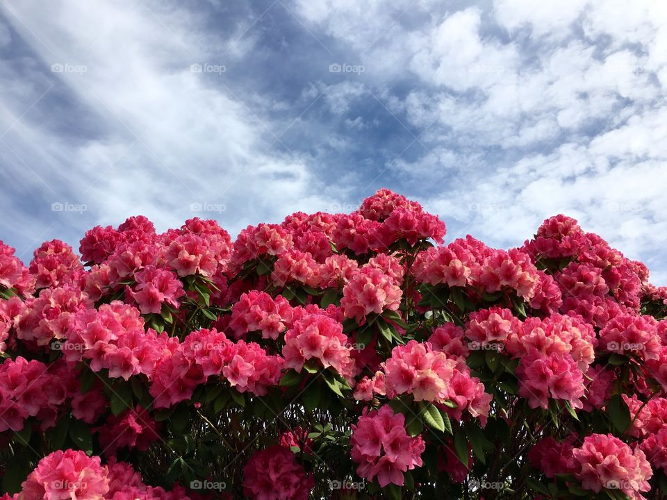 Close-up of pink flower field