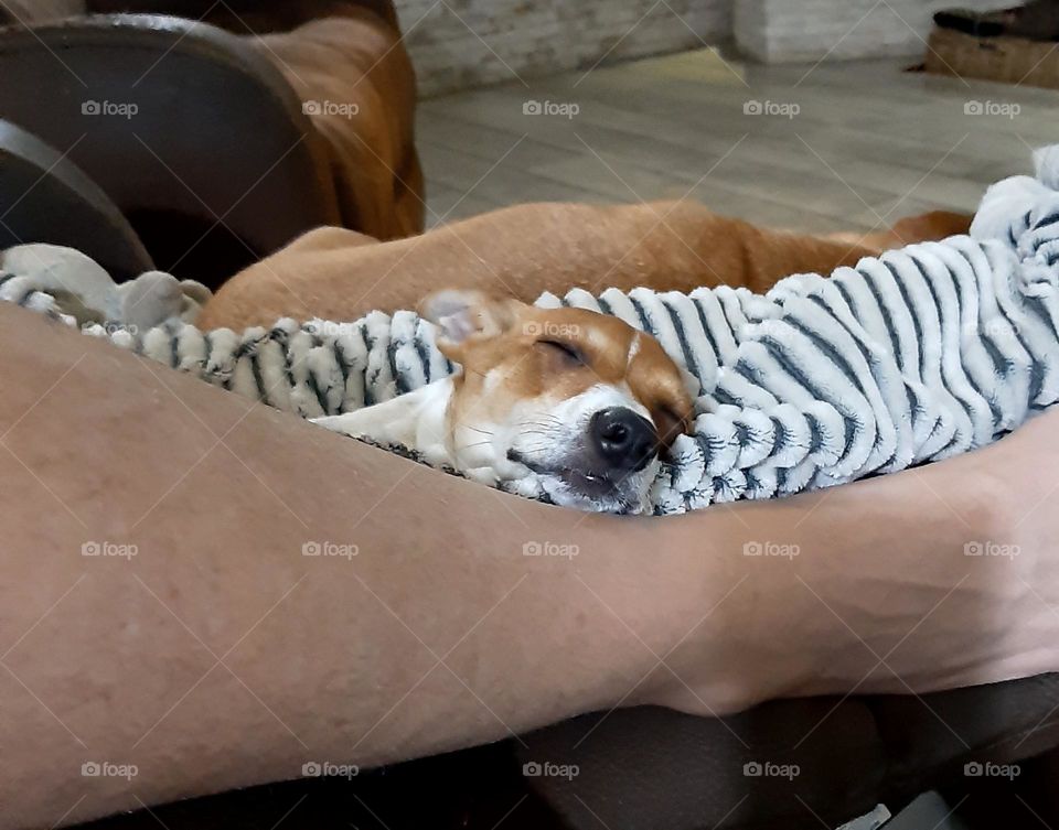 Jack Russell tired after a long day