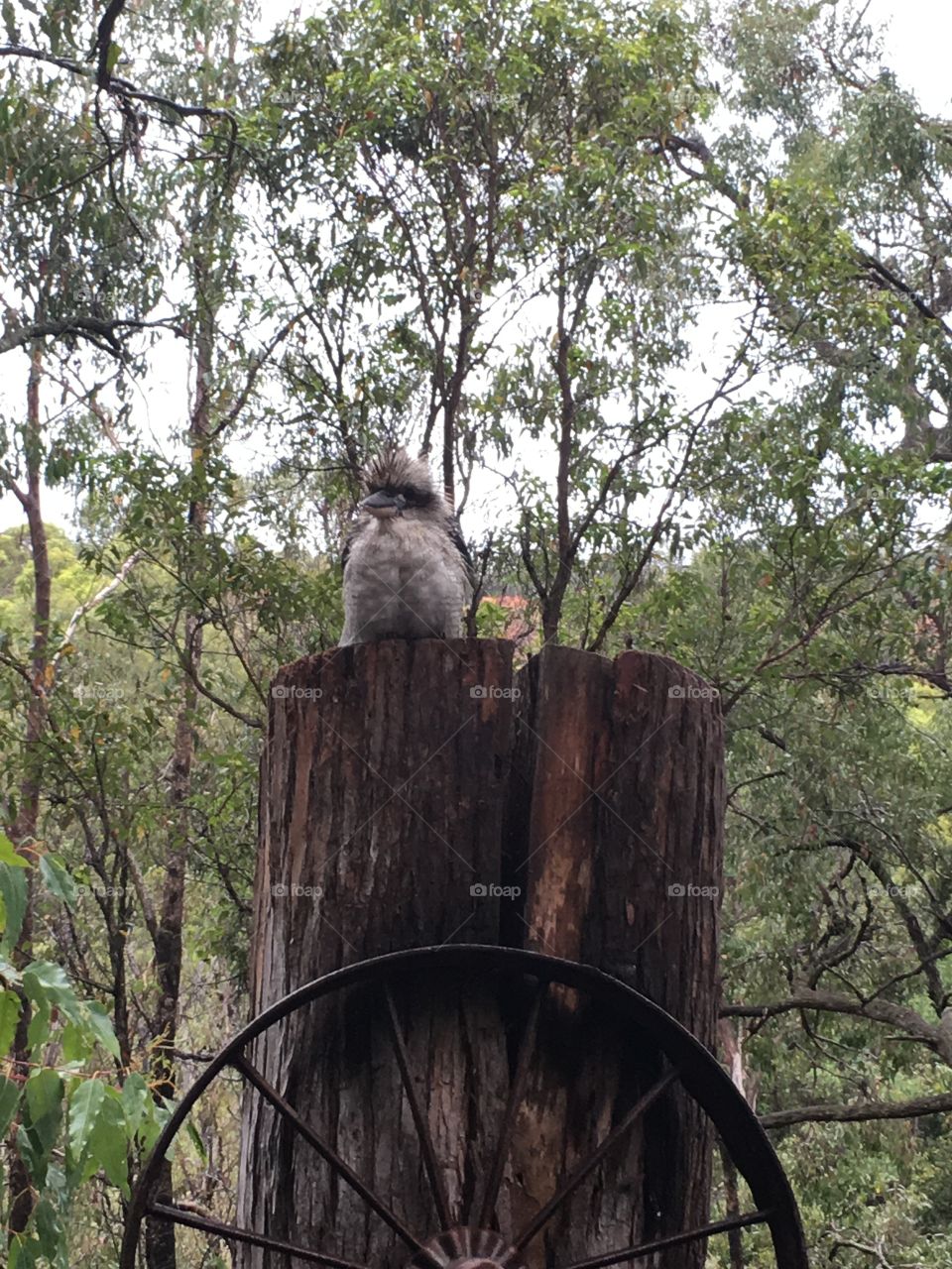 kookaburra sitting on a tree at Nanga bush camp.