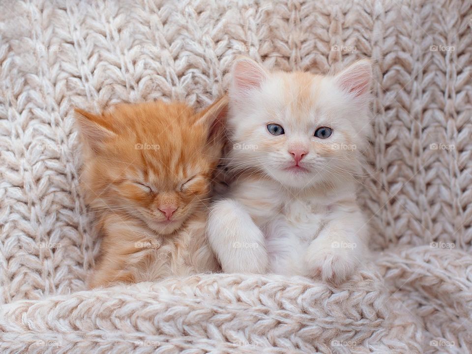 Cute kittens