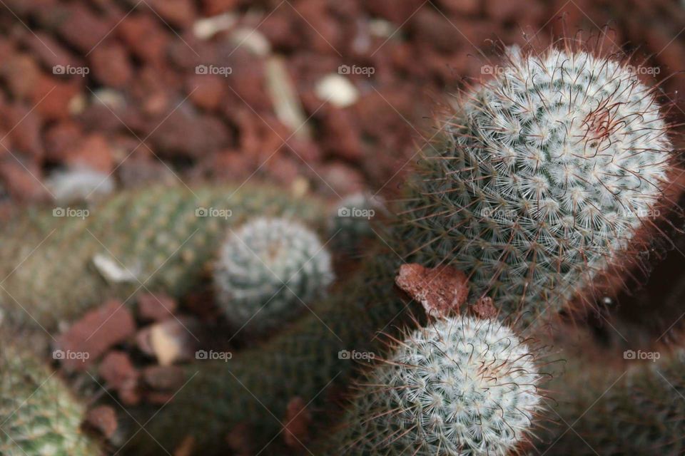 Cactus, Sharp, Spine, Prickly, Nature