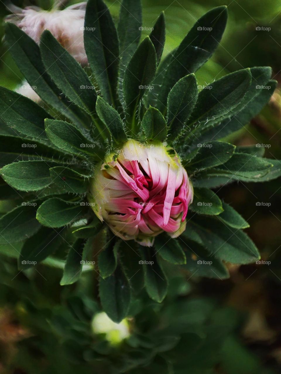 Macro photo of flower growing in the garden