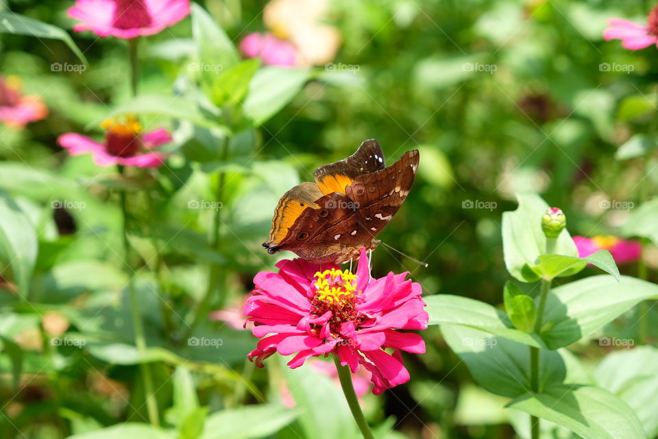 butterflies lingering over flowers