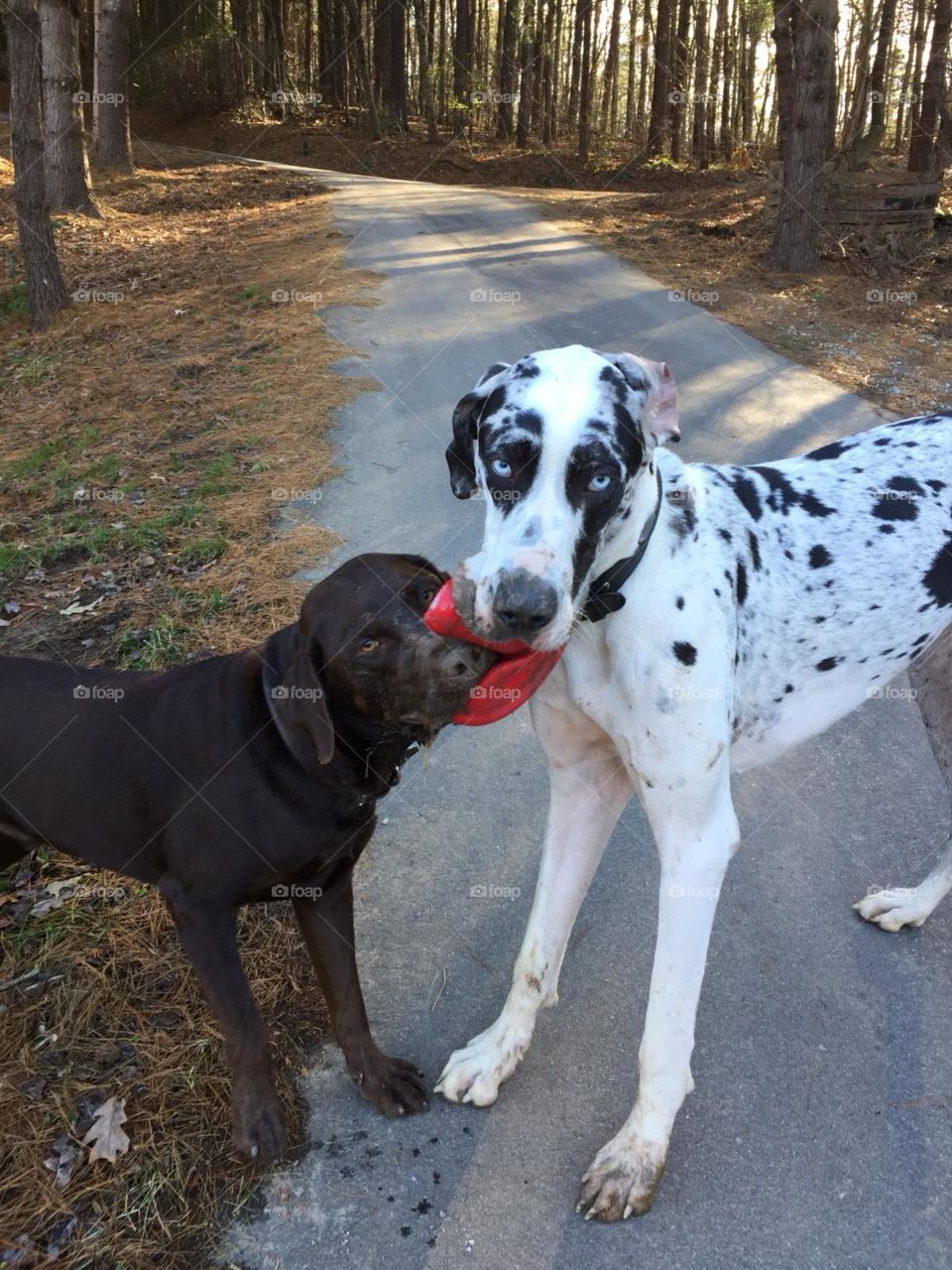 Tug of war with the frisbee 