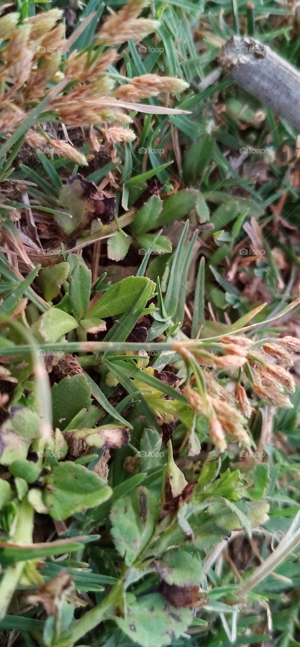 #Grass and LEAFs // Side of River