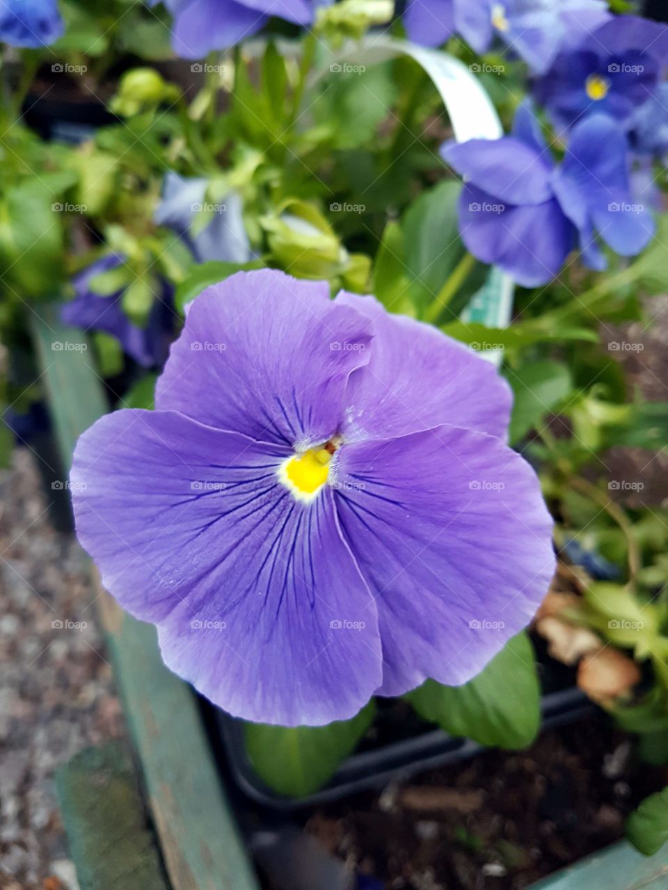 flower purple garden col