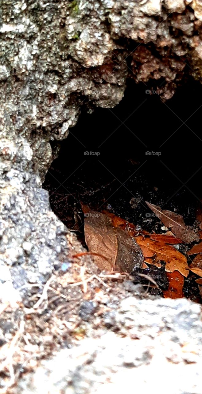 hole in tree stump is filled with leaves and twigs