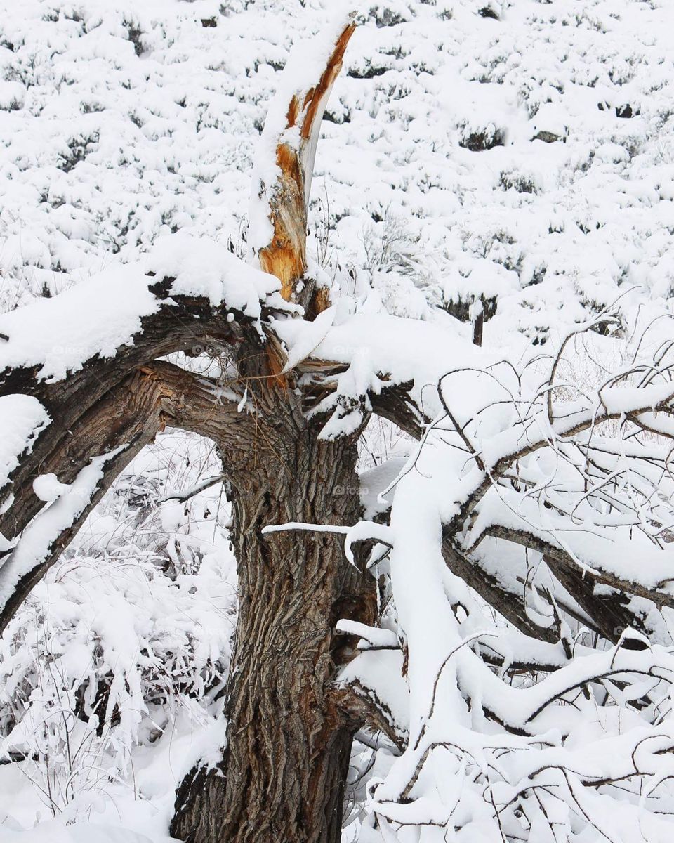 Snow Covered Broken Tree
