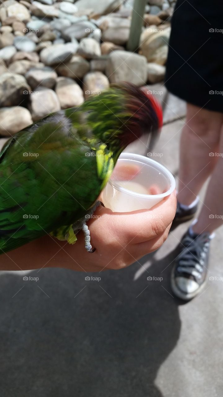 Feeding the parakeets