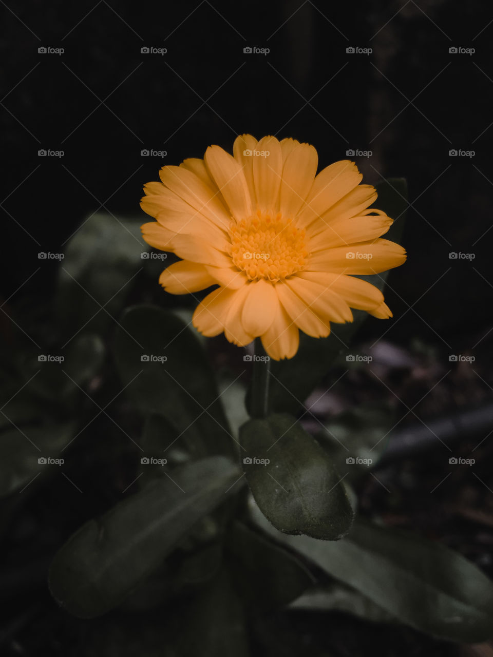 “Flowers are the music of the ground. From earth’s     lips spoken without sound.”          – Edwin Curran