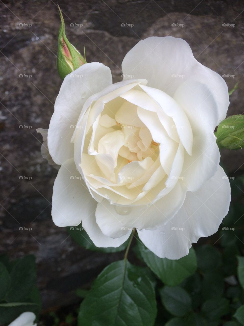 White rose just coming into bloom with its petals opening in a summer garden.