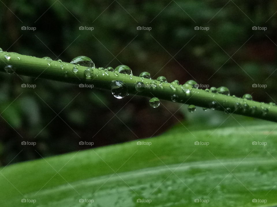 Rain drops...