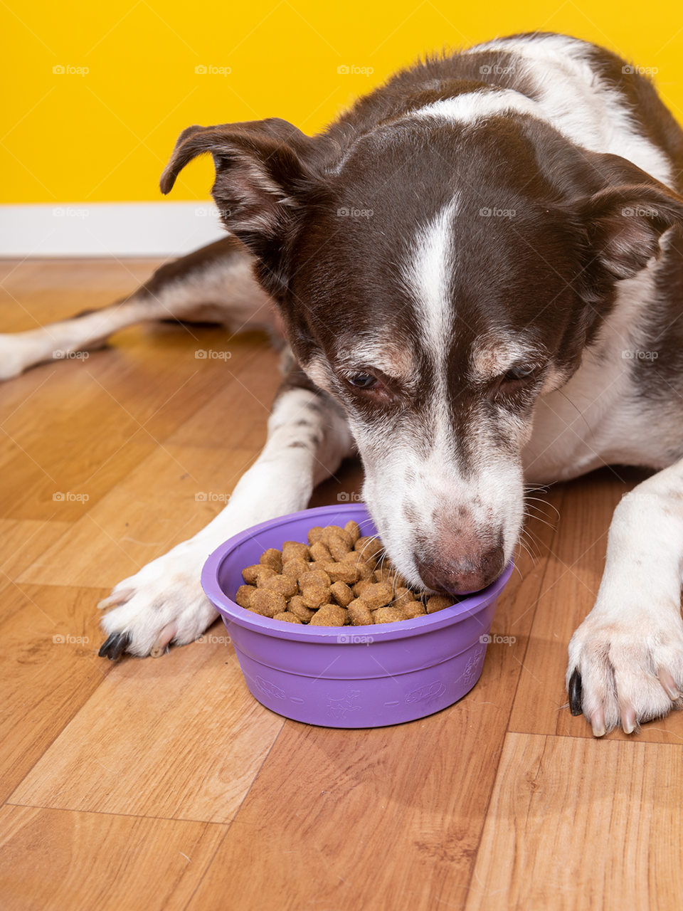 Dog with food 