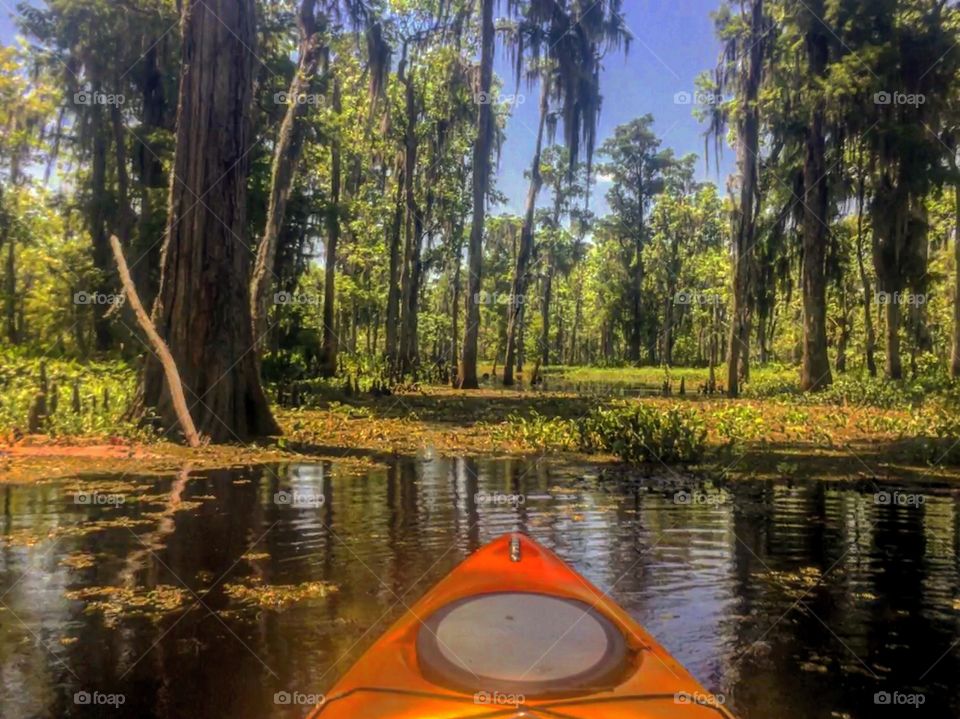 Leisurely day of kayaking in the bayou of Louisiana. 