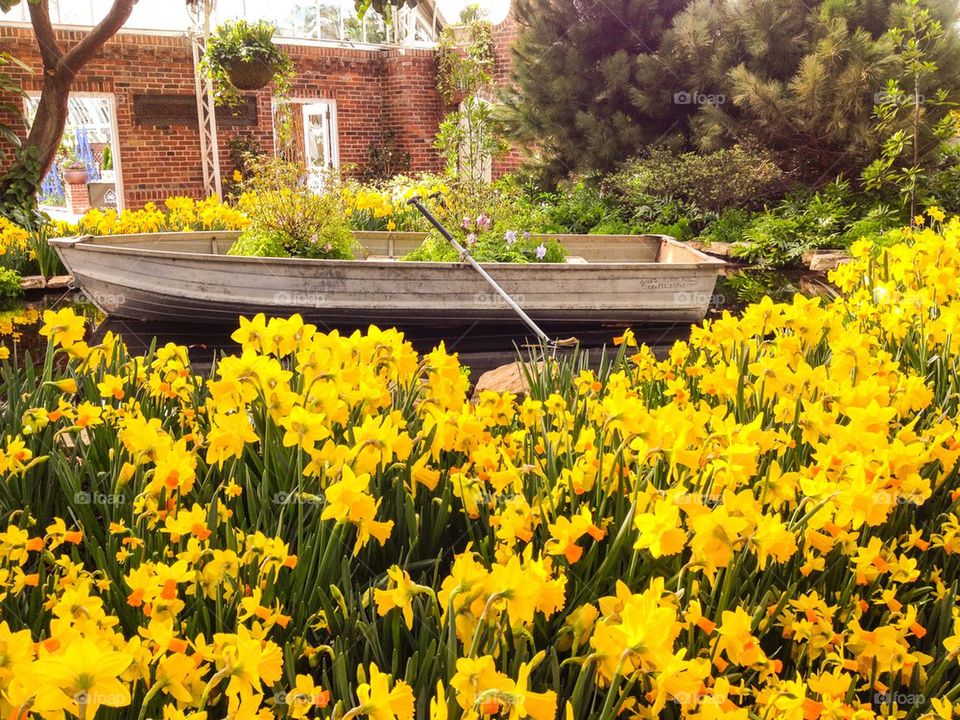 Daffodils and boat