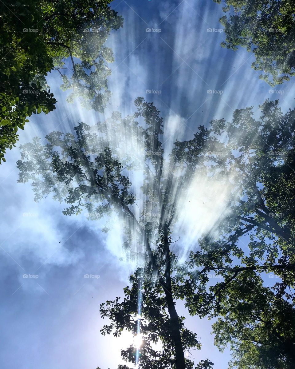Sunshine peering through the misty trees.