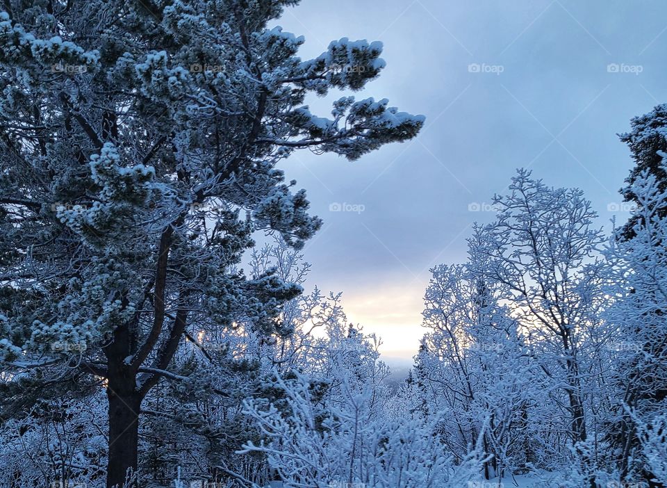 White frosted forest trees during sunset