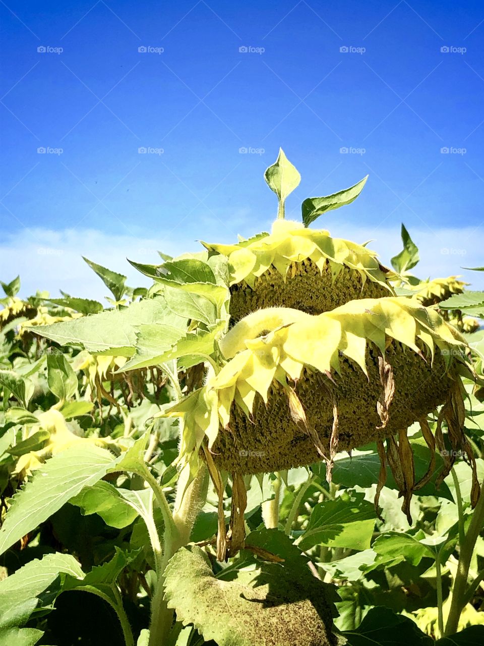 Ready to be harvested sunflower seeds farm field blue sky background 