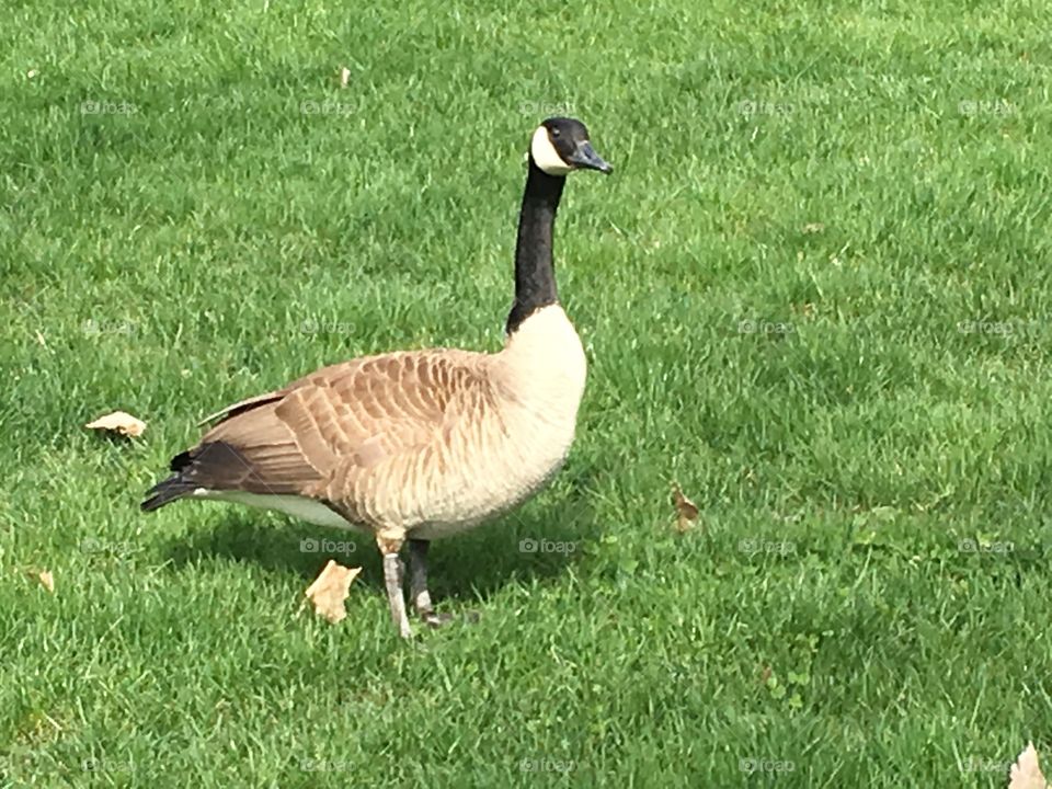 The goose that laid the golden egg is seen in Grand Rapids Michigan in front of Gerald R Ford Museum