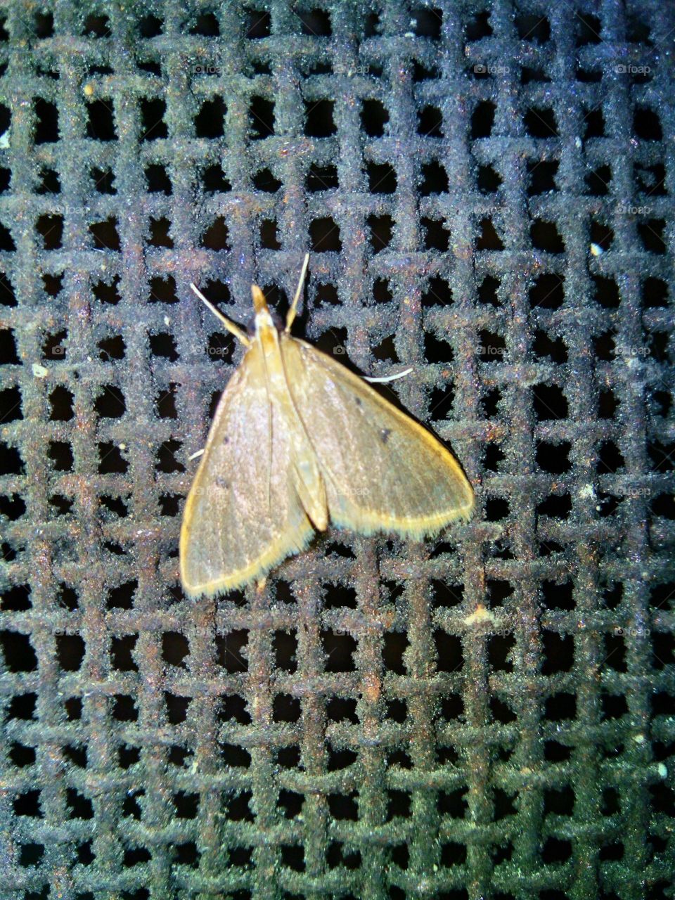A Moth.