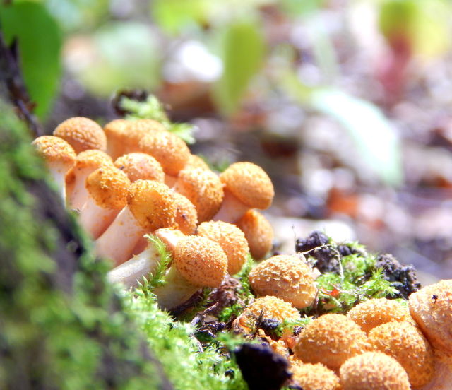 Small mushrooms
