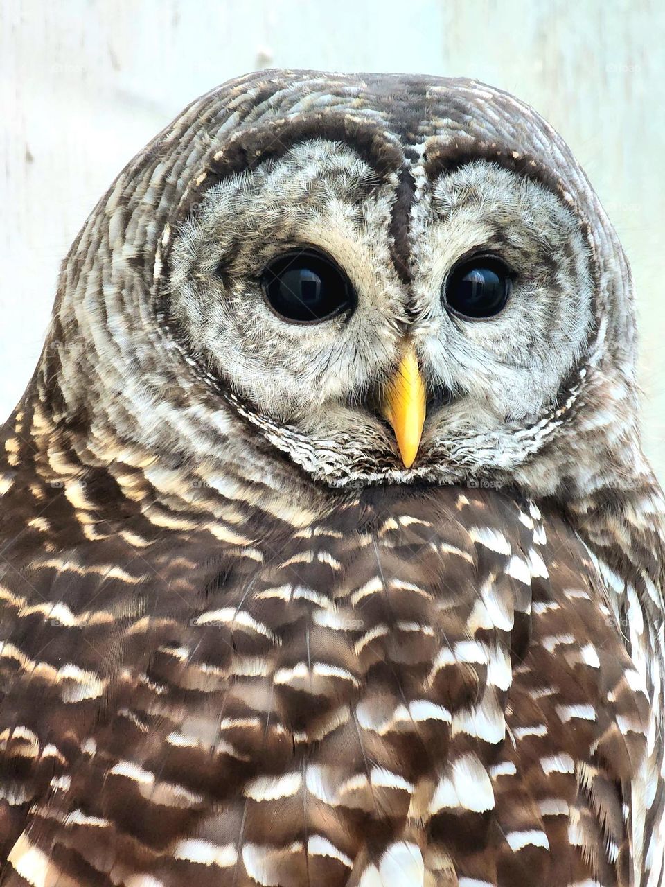 A Barred Owl stares at me as I pause to photograph his incredibly beautiful appearance