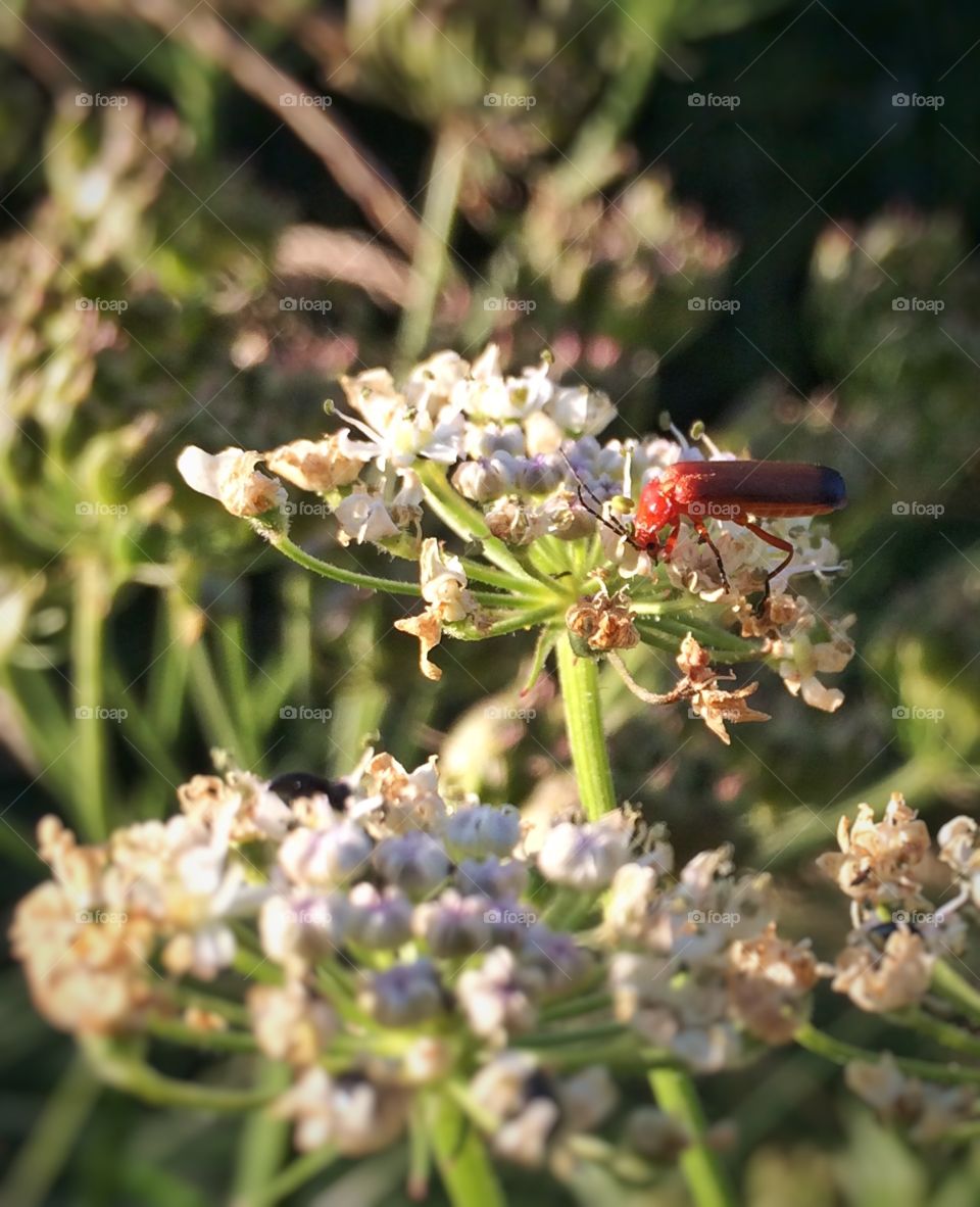 Flower Bug. Enjoying an evening walk I took an iPhone pic of a red bug on a flower ...