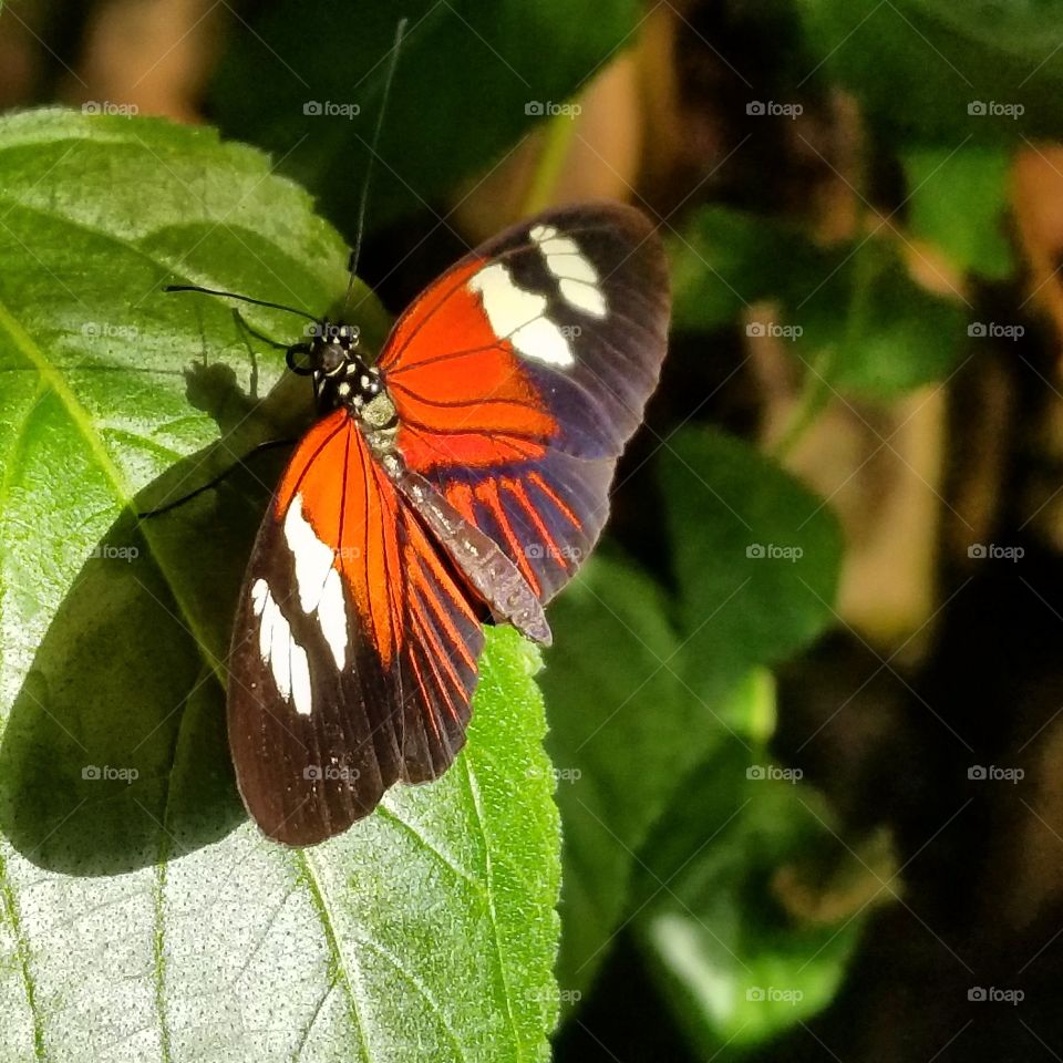 butterfly on a leaf