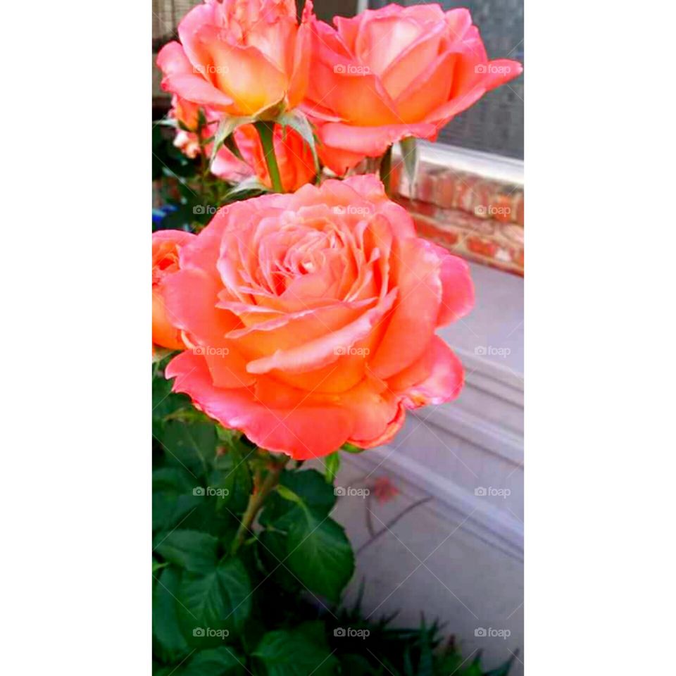 Beautiful perfect pink roses
