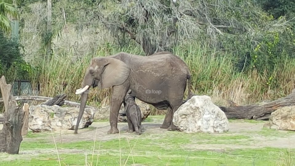 An elephant and her calf walk together through the grassland at Animal Kingdom at the Walt Disney World Resort in Orlando, Florida.