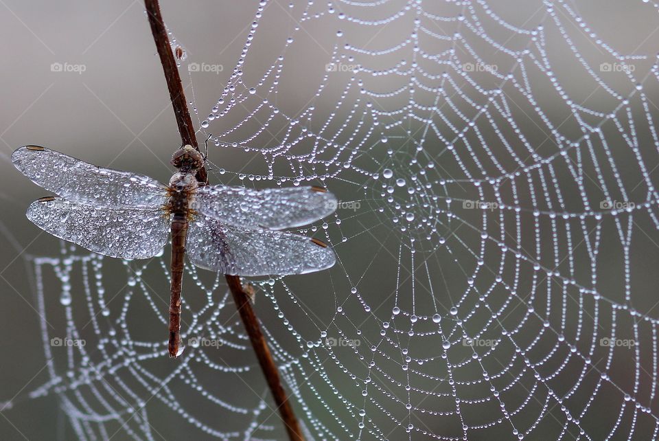 Rain on the web