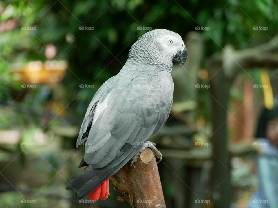 parrot grey