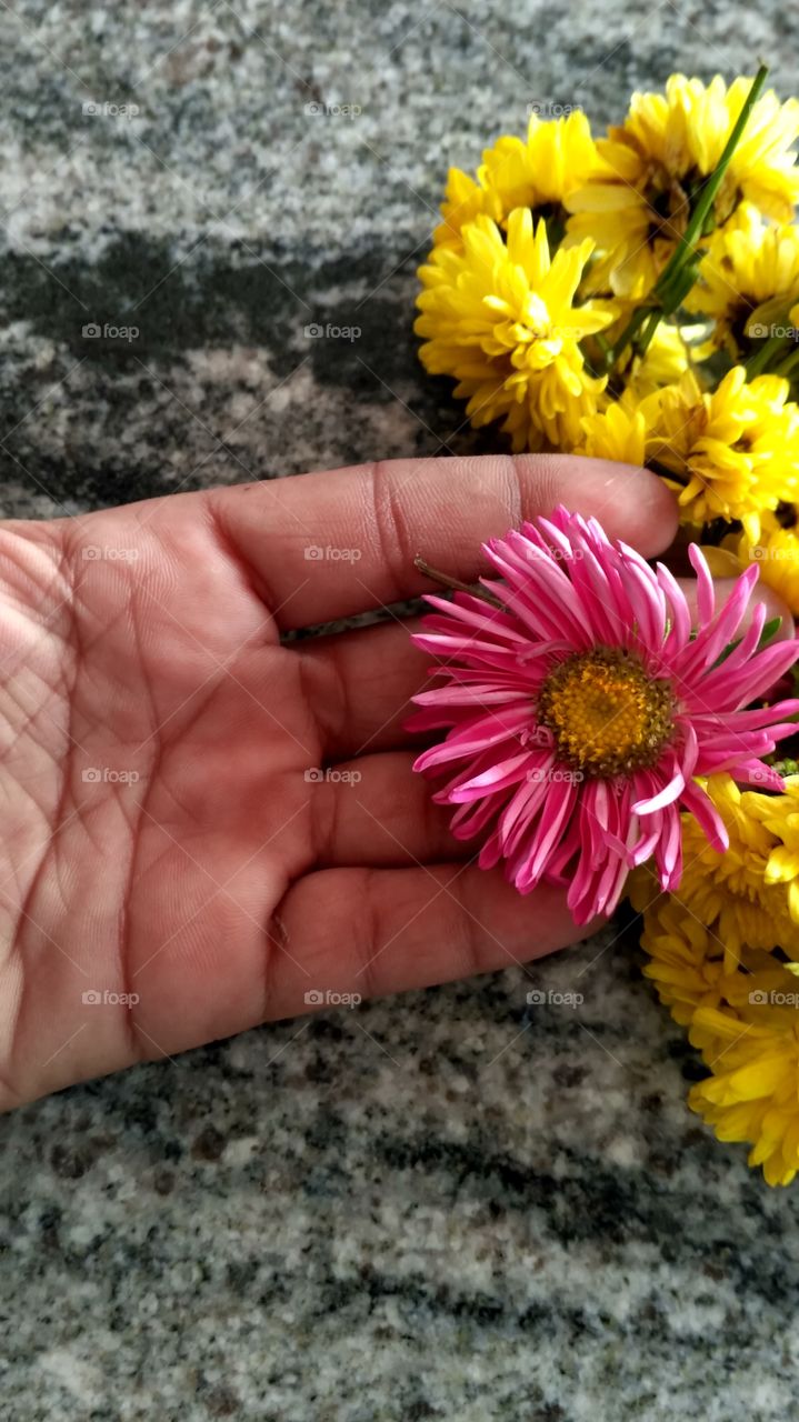 Flower in my hand