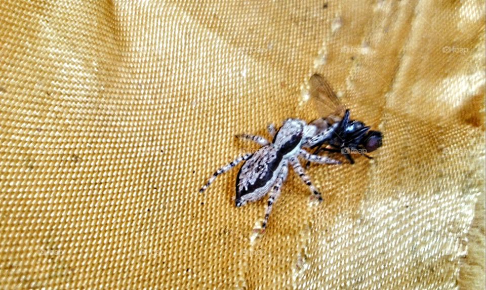 The spider eats the fly